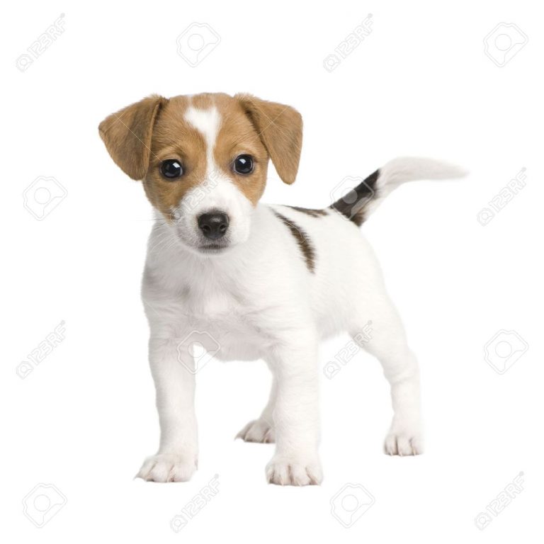 Chiot jack russel a donner chaton chien à donner