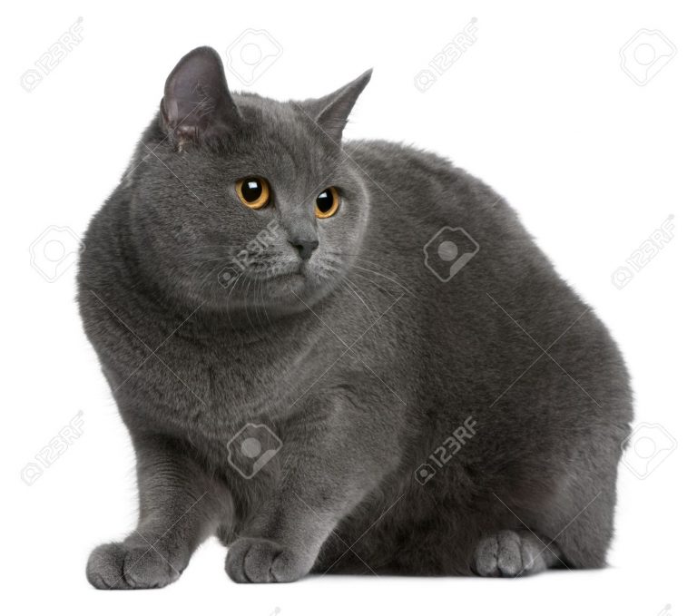Donne chaton gris chartreux chaton chien à donner