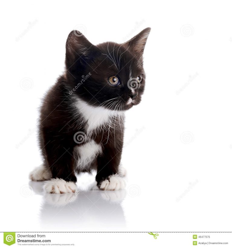 Cherche un chaton gratuit chaton chien à donner