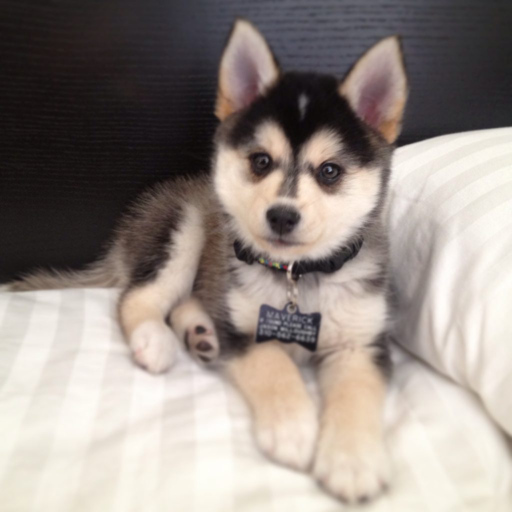 Pomsky a vendre quebec chaton chien à donner