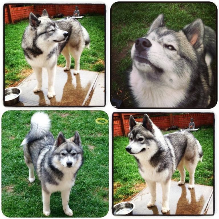 Pomsky a vendre quebec chaton chien à donner