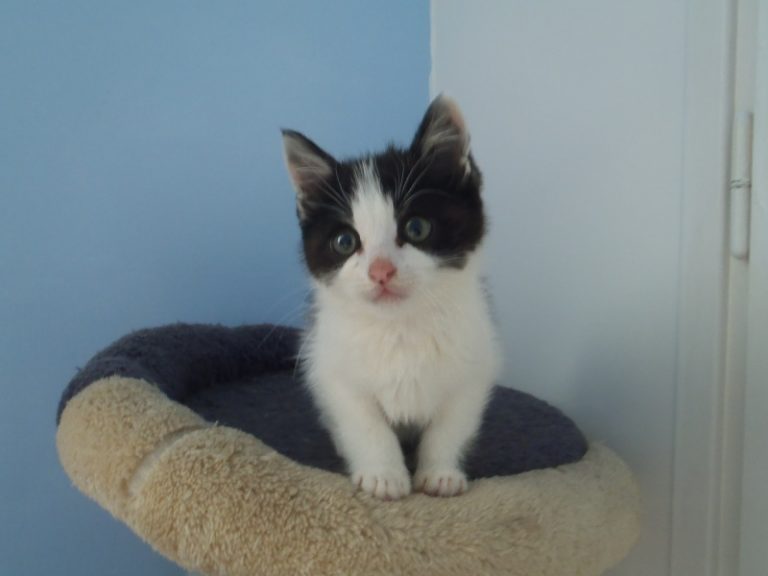 Cherche un chaton gratuit chaton chien à donner