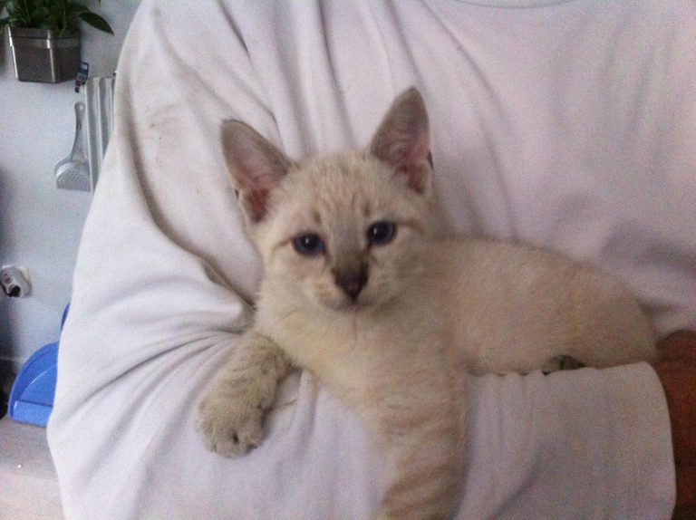 Chaton blanc yeux bleu a donner chaton chien à donner