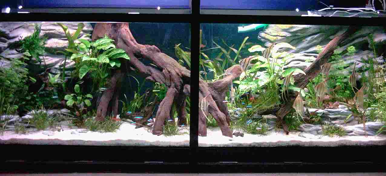 Décor aquarium amazonien
