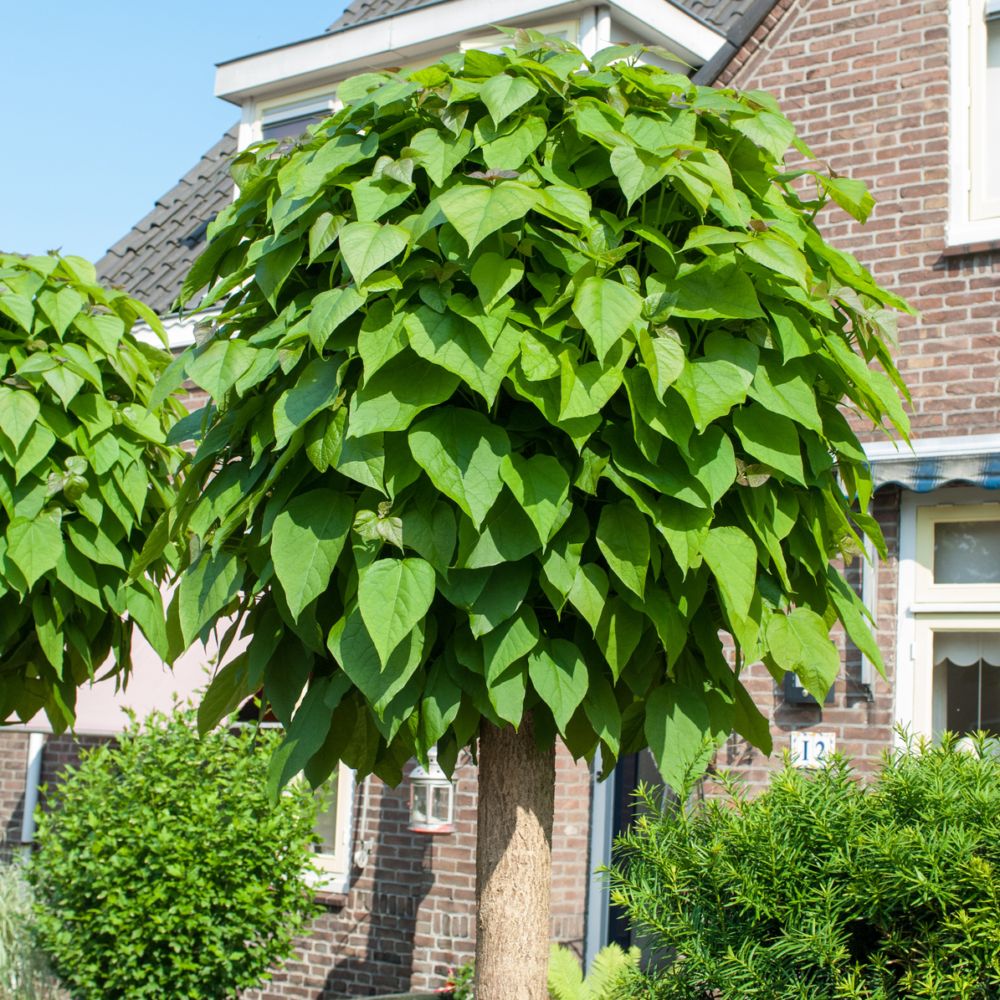 Catalpa de caroline nain