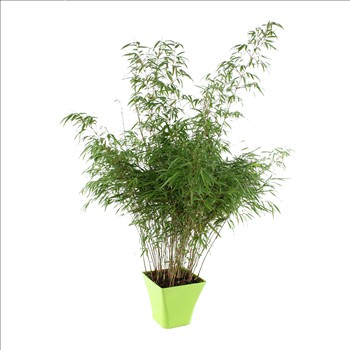 Fargesia rufa en bac