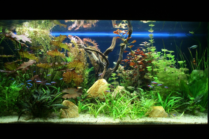 Décor aquarium amazonien