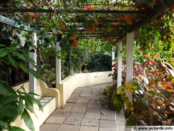 Vigne grimpante pergola